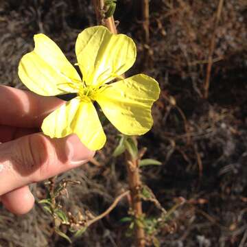 Oenothera elata subsp. hirsutissima (A. Gray ex S. Wats.) W. Dietrich的圖片