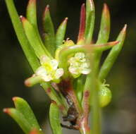 Image of Centella sessilis Adamson