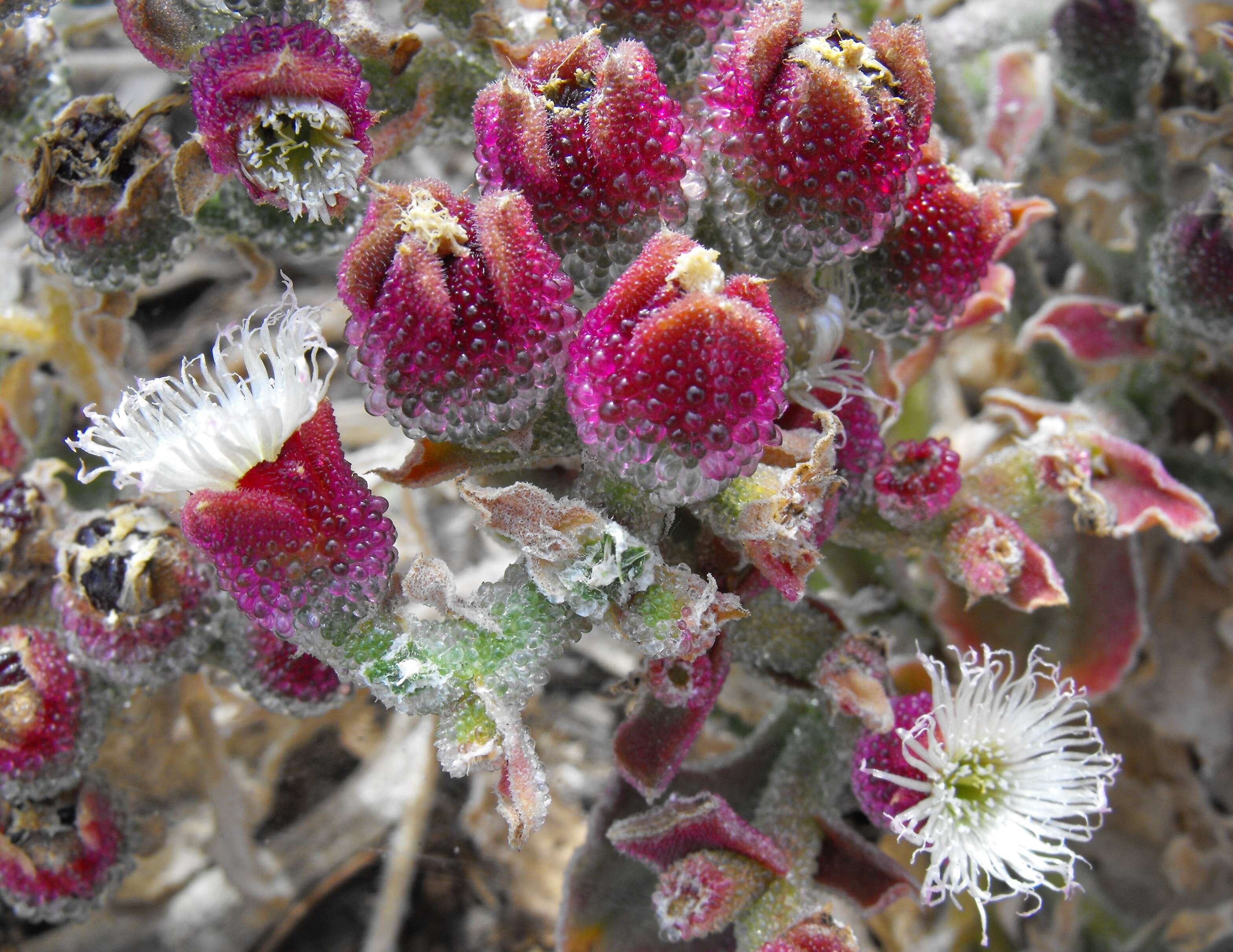 Image of common iceplant