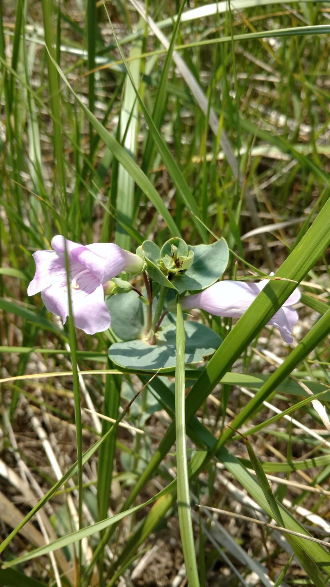 Image of large beardtongue