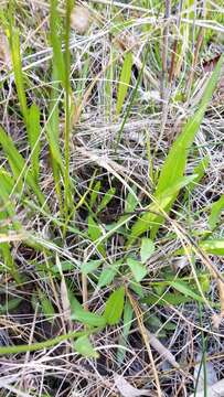 Image of southeastern sneezeweed