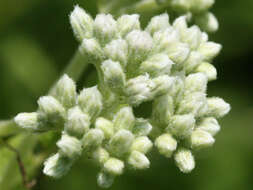 Image of common boneset