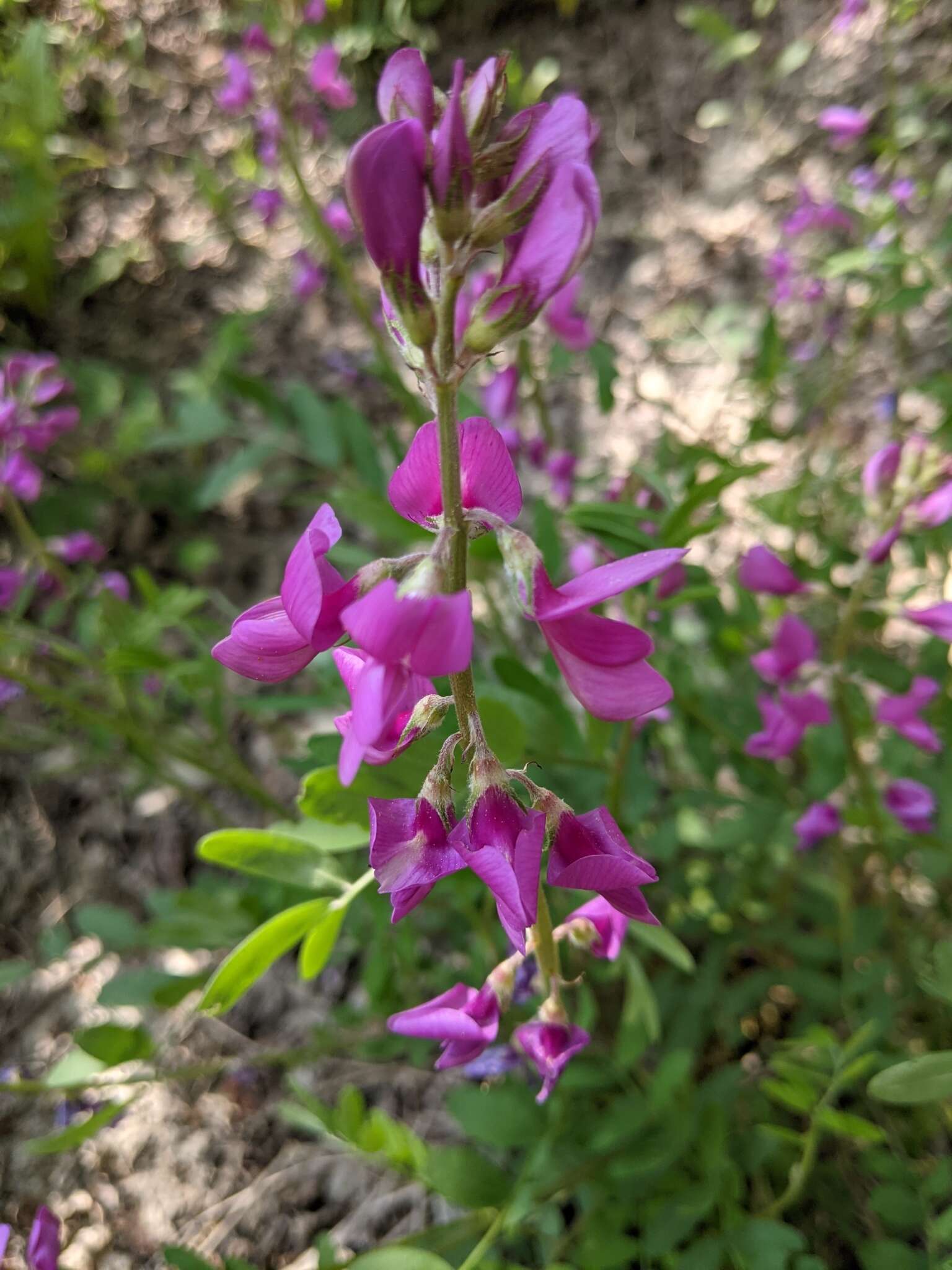 Image of <i>Hedysarum boreale</i> var. <i>mackenziei</i>