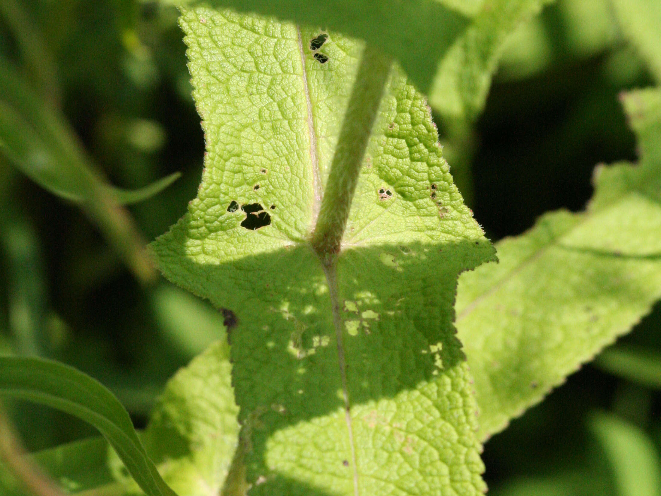 Image of common boneset