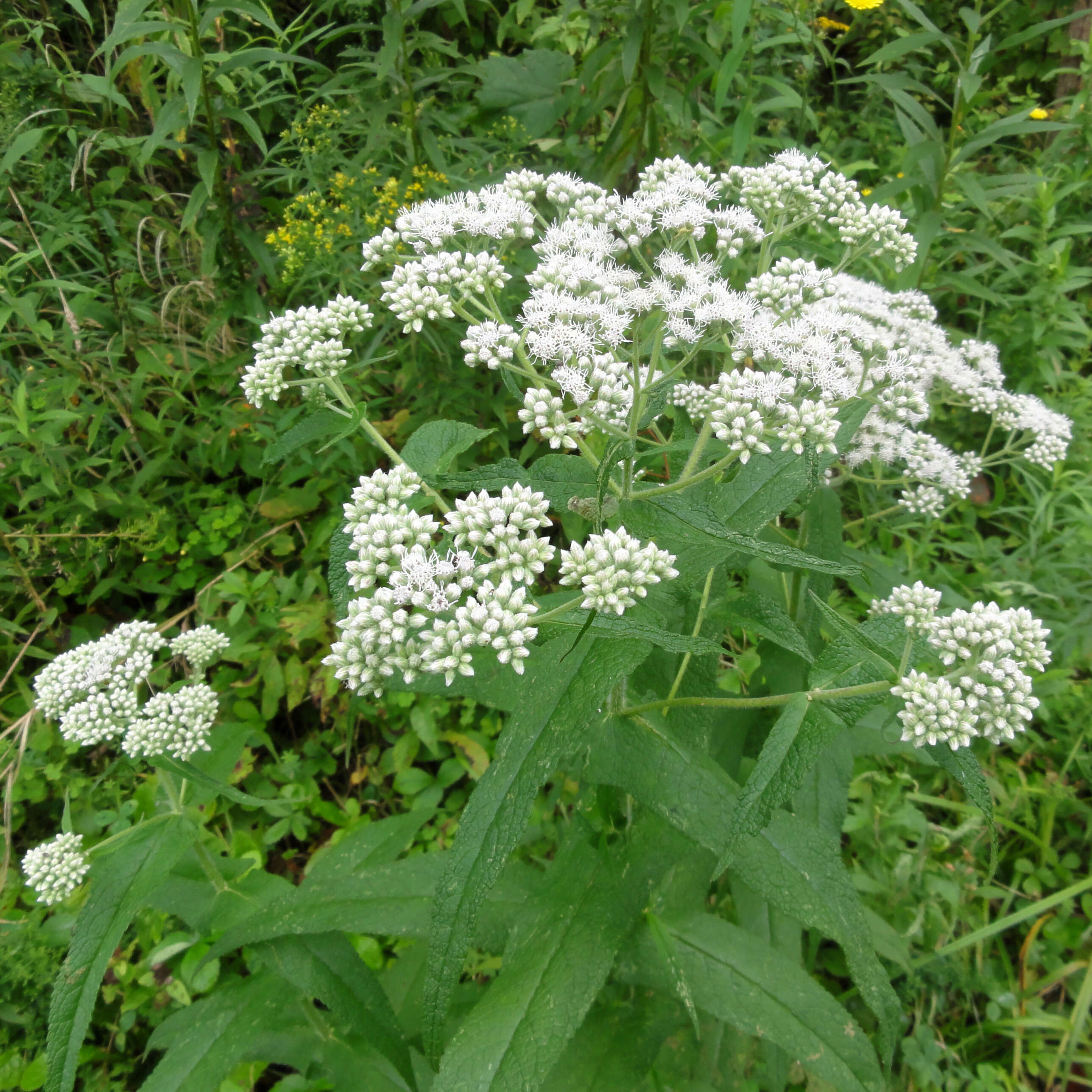 Image of common boneset