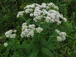 Image of common boneset