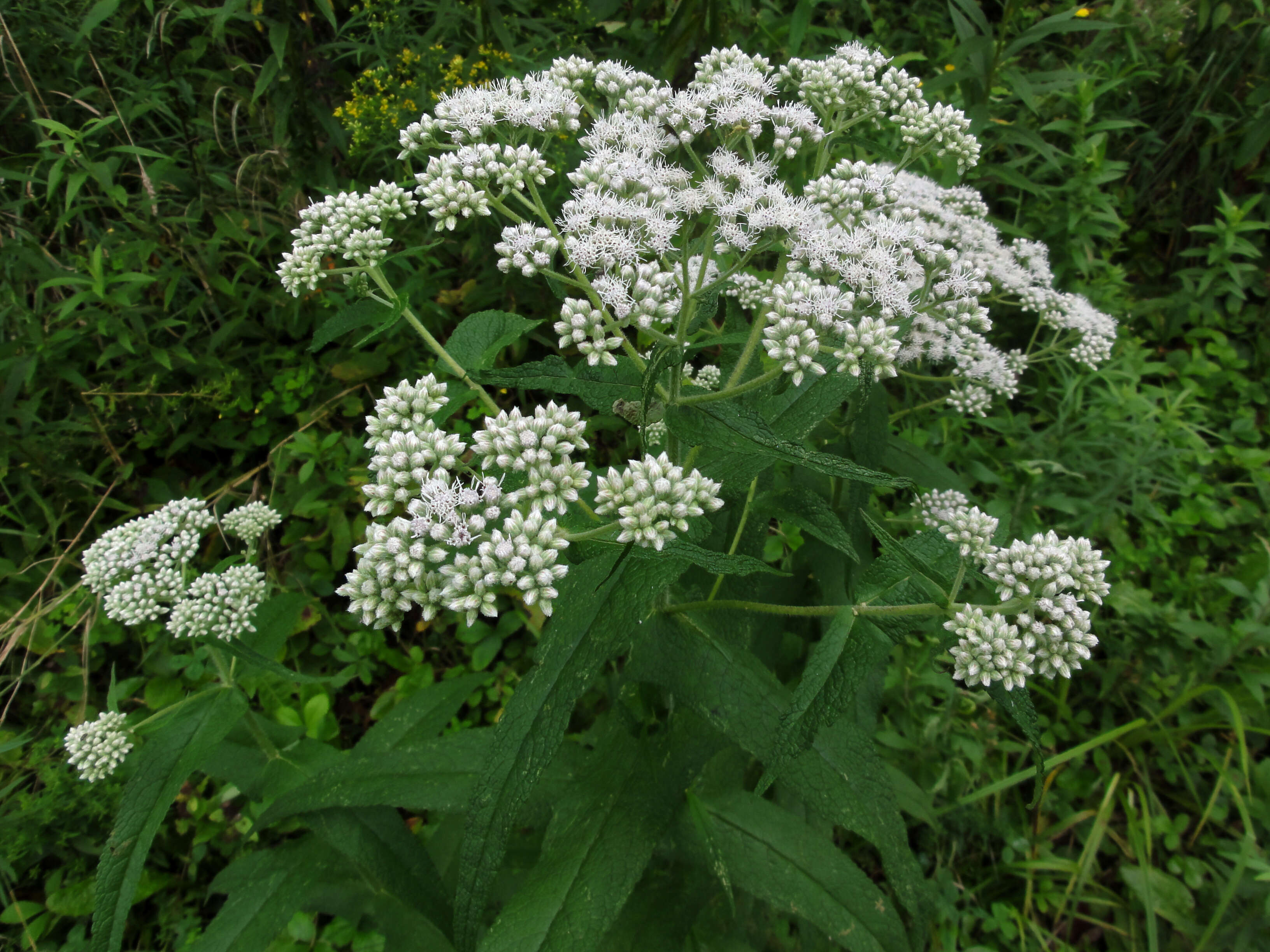 Image of common boneset