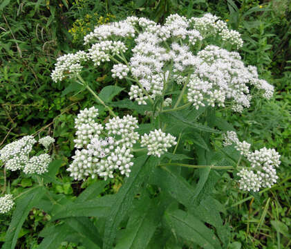 Image of common boneset