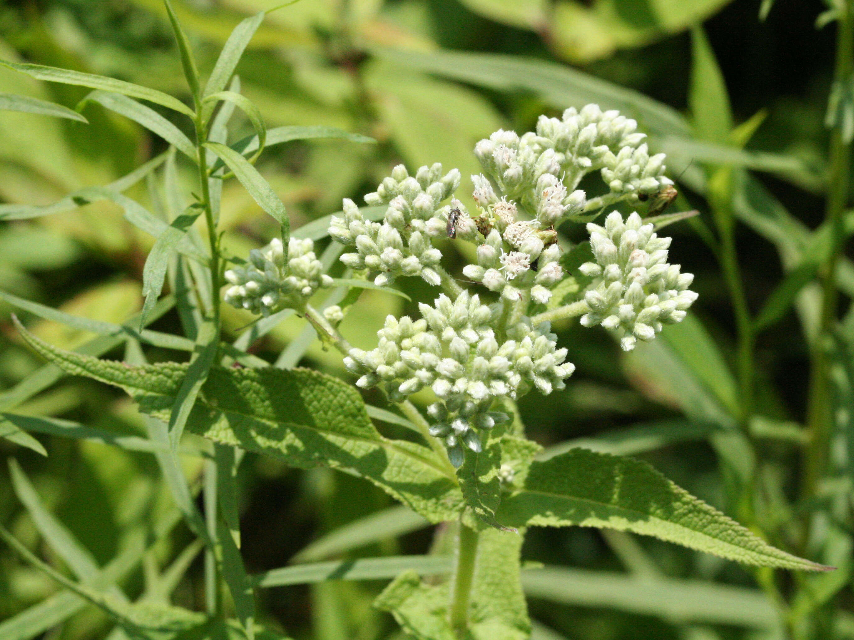 Image of common boneset