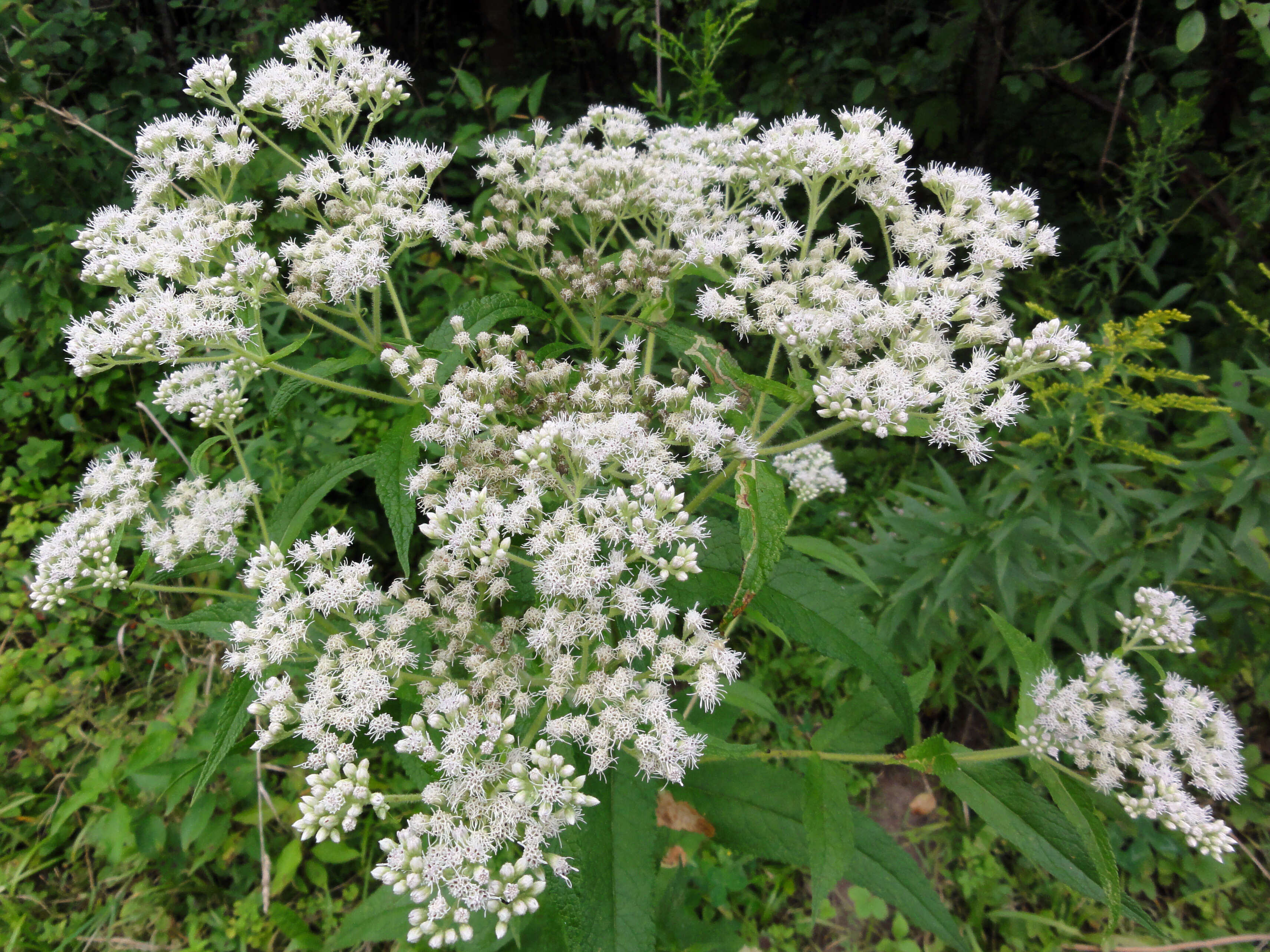 Image of common boneset