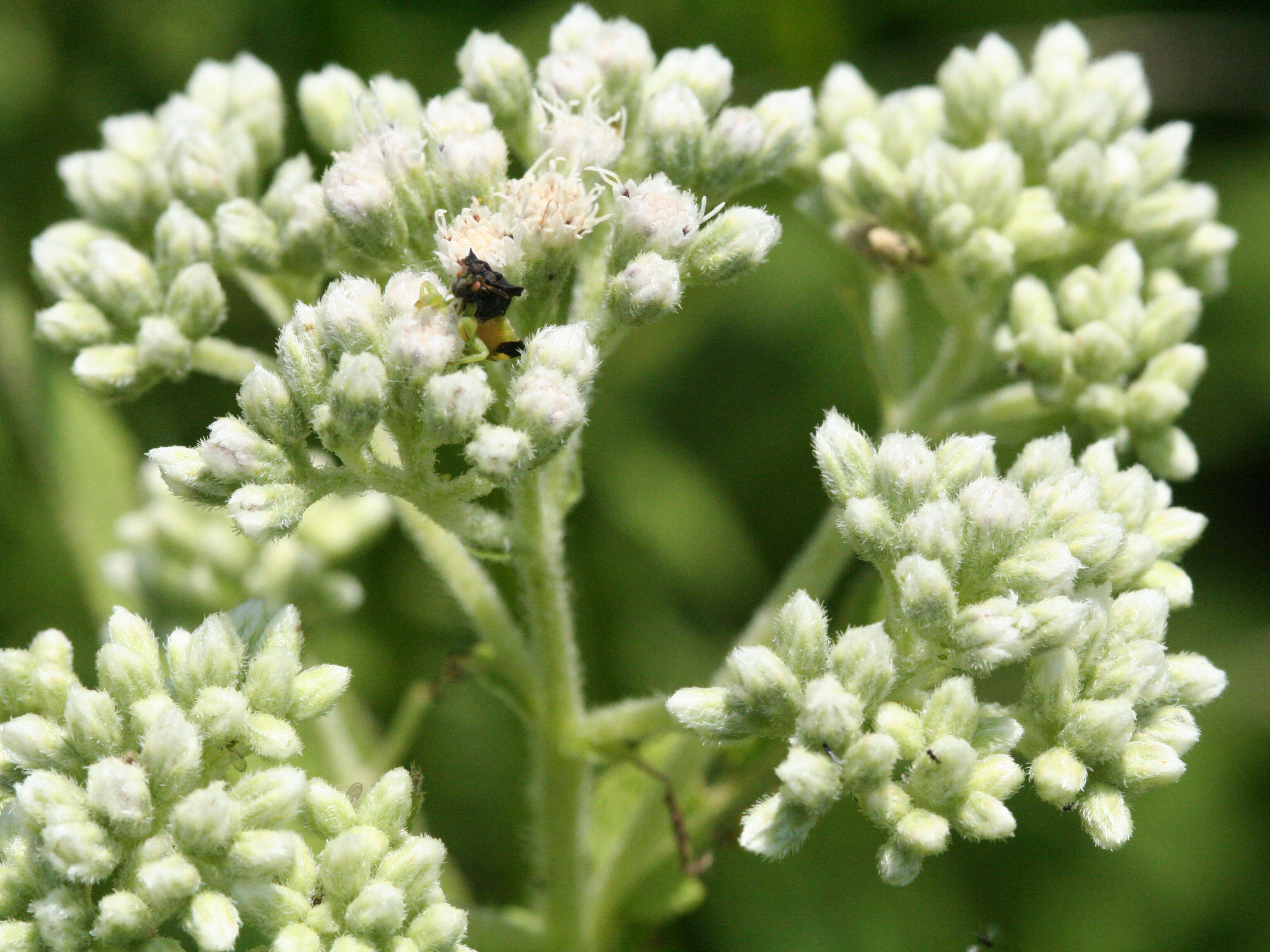 Image of common boneset