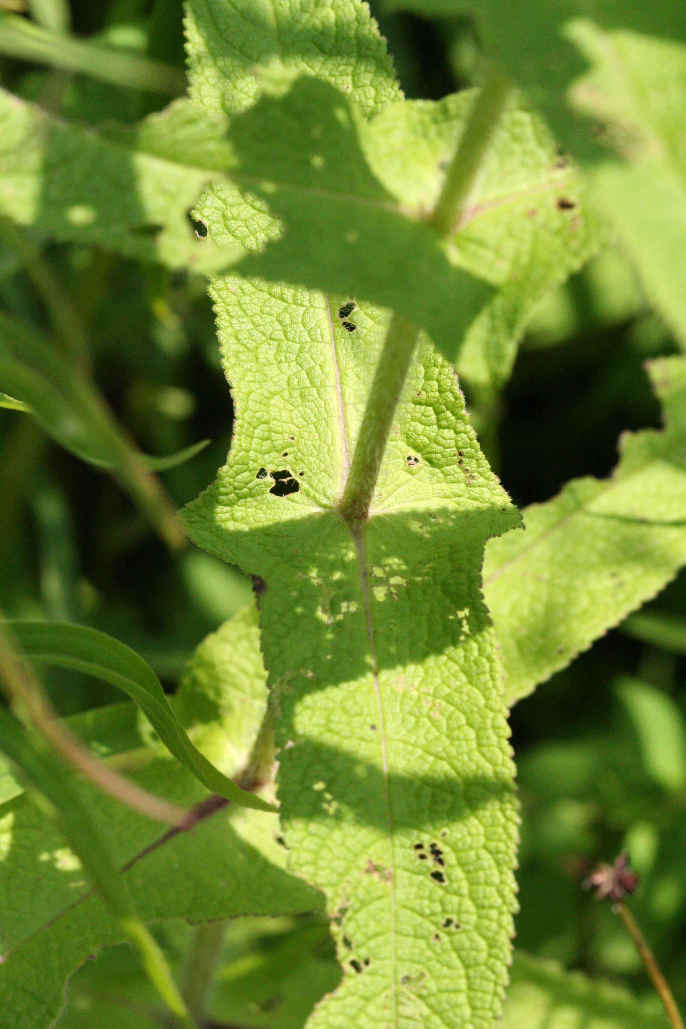 Image of common boneset