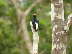 Image of Tellow-tufted Woodpecker