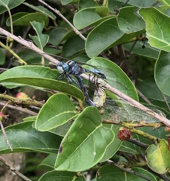 Image of Orthetrum luzonicum (Brauer 1868)