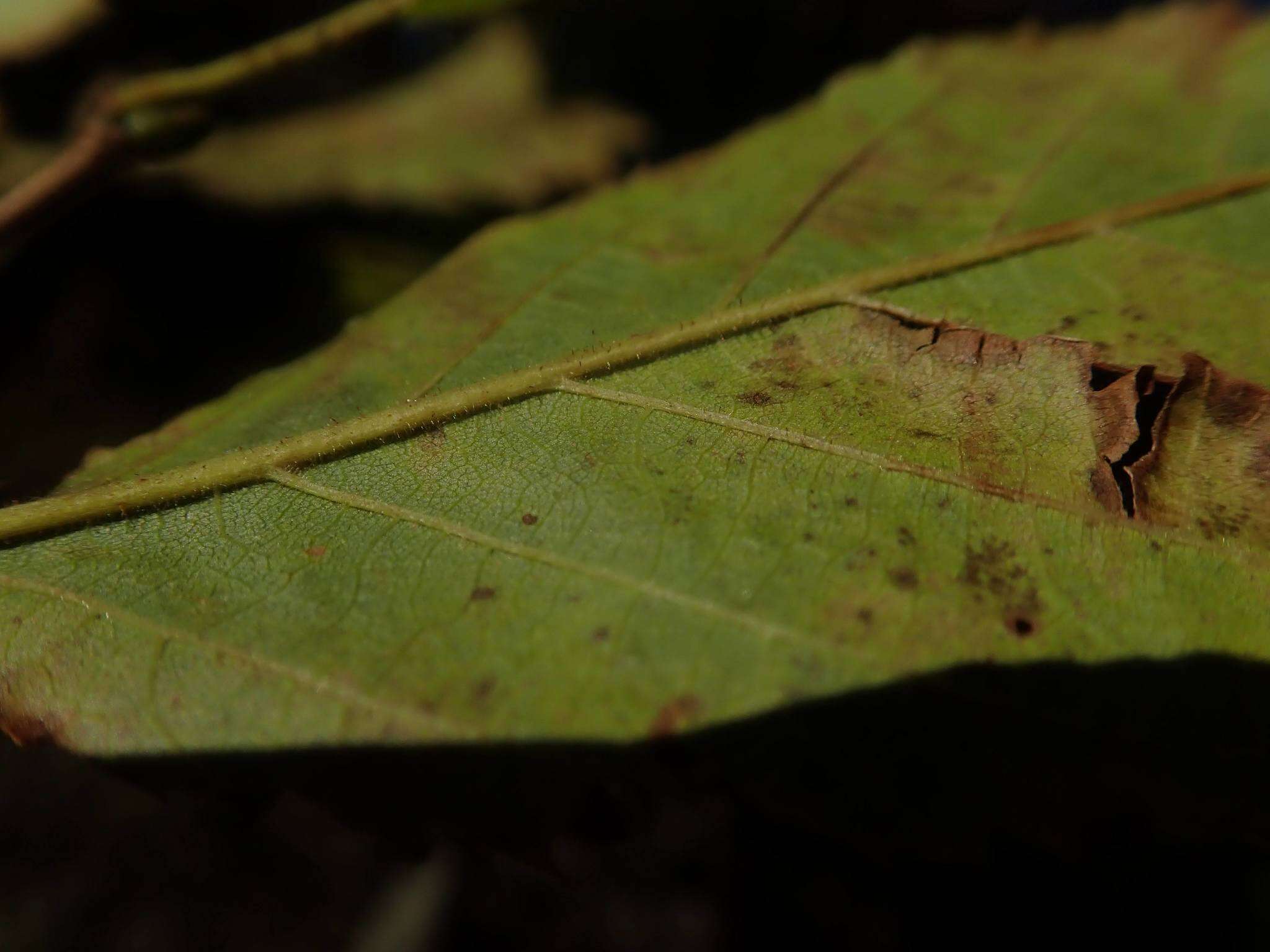Image of Ostrya japonica Sarg.