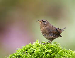 Image of Pacific Wren