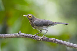 Image of Spectacled Thrush