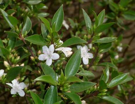 Image of Myoporum petiolatum Chinnock