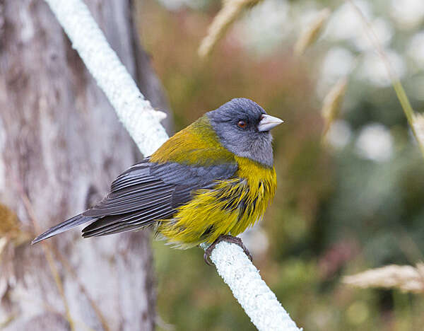 Image of Patagonian Sierra Finch