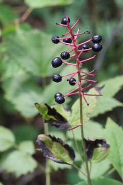 Image of Actaea spicata var. acuminata (Wall. ex Royle) Hara