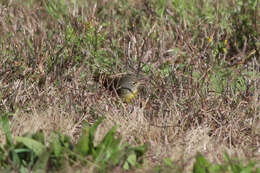 Image of Mourning Warbler