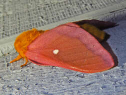 Image of Pink-striped Oakworm