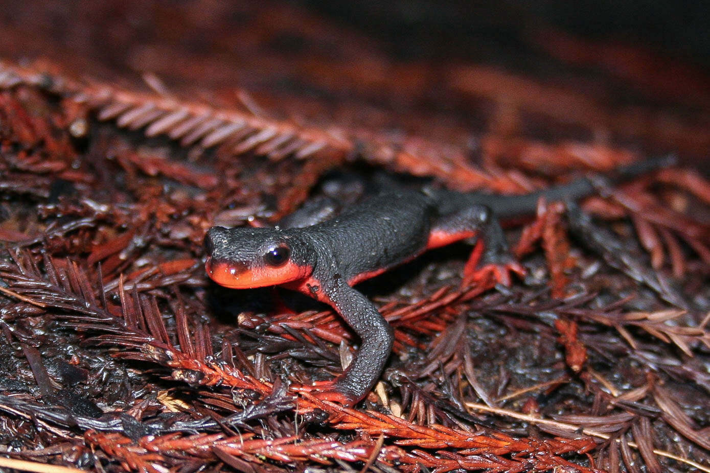 Image of Redbelly Newt