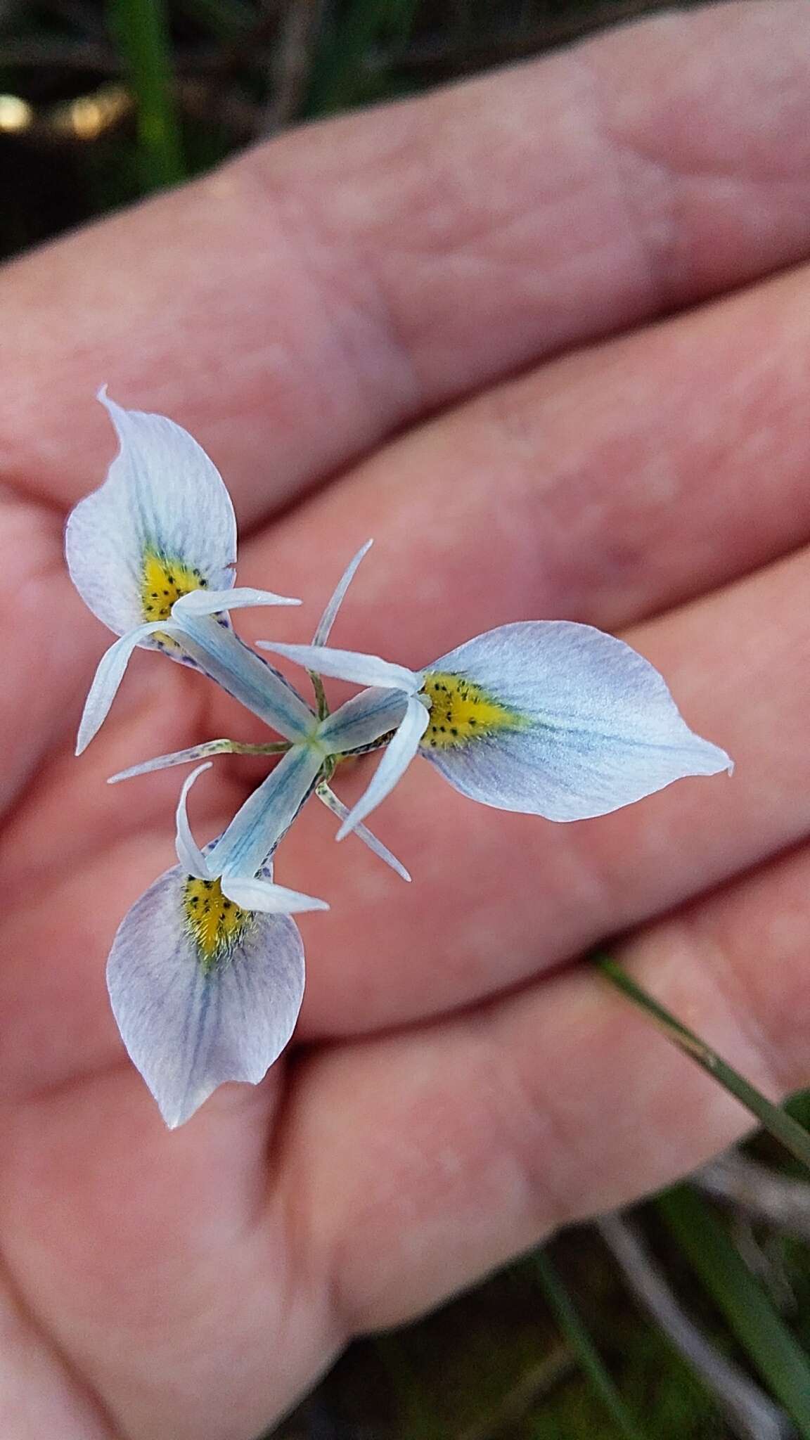 Image of Moraea punctata Baker