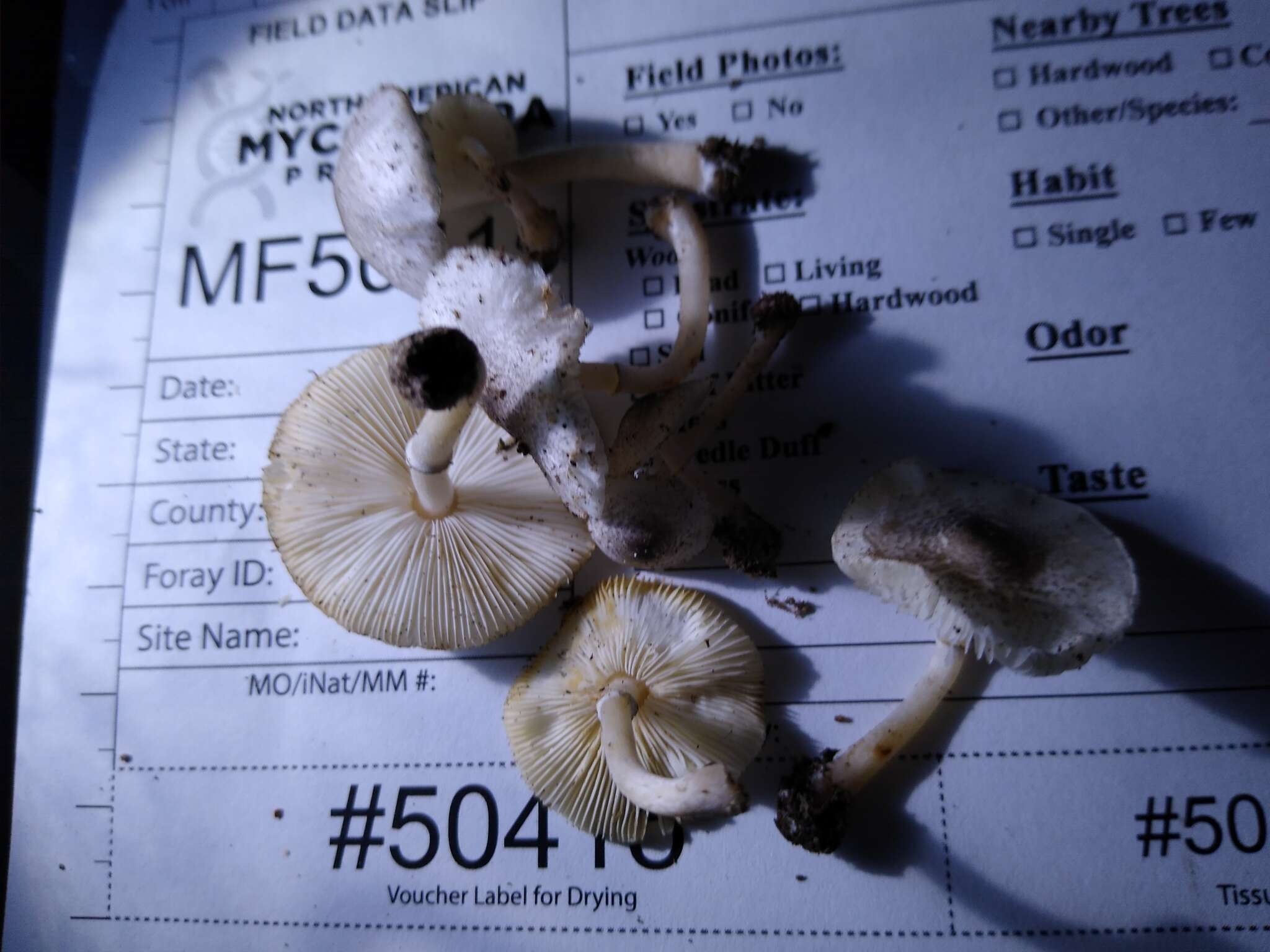 Image of Leucoagaricus dacrytus Vellinga 2010