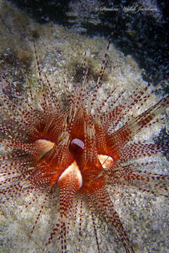 Image of Pale spine fire urchin