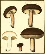 Image of Boletus aereus Bull. 1789