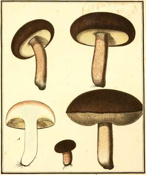 Sivun Boletus aereus Bull. 1789 kuva