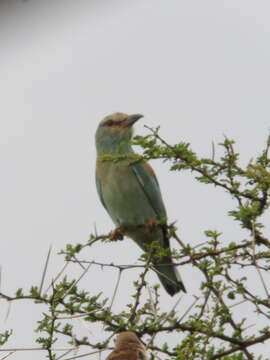 Image of European Roller