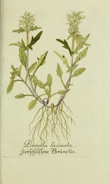 Image of <i>Prunella laciniata</i> (L.) L.
