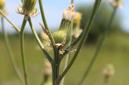 صورة Crepis alpina L.