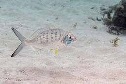 Image of Broad Shad