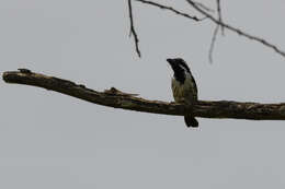 Image of Spot-flanked Barbet