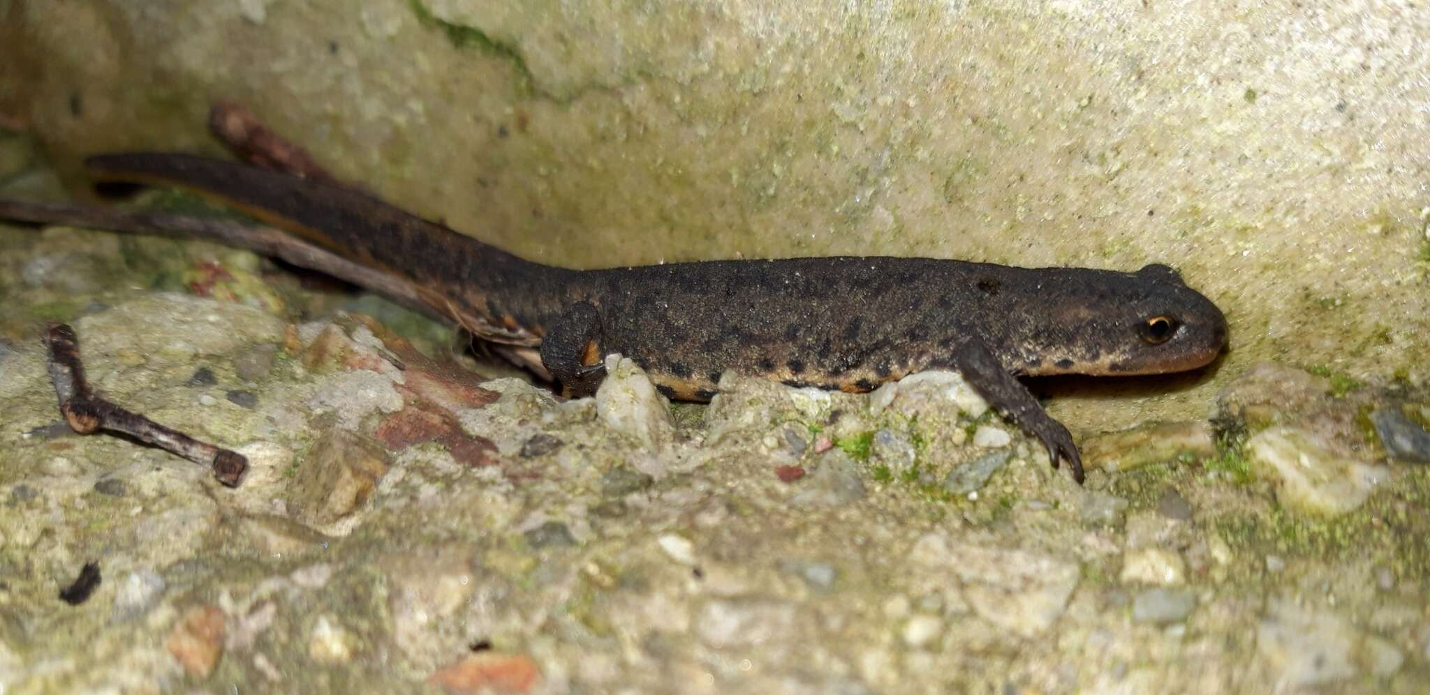 Image of Bosca's Newt