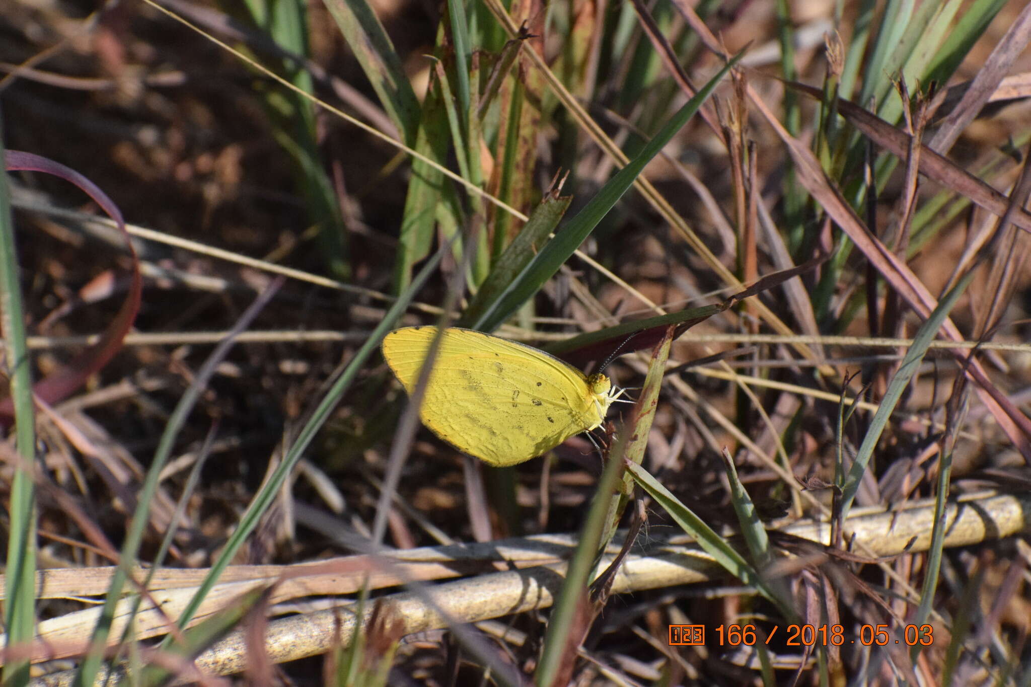 Eurema brigitta (Stoll (1780)) resmi