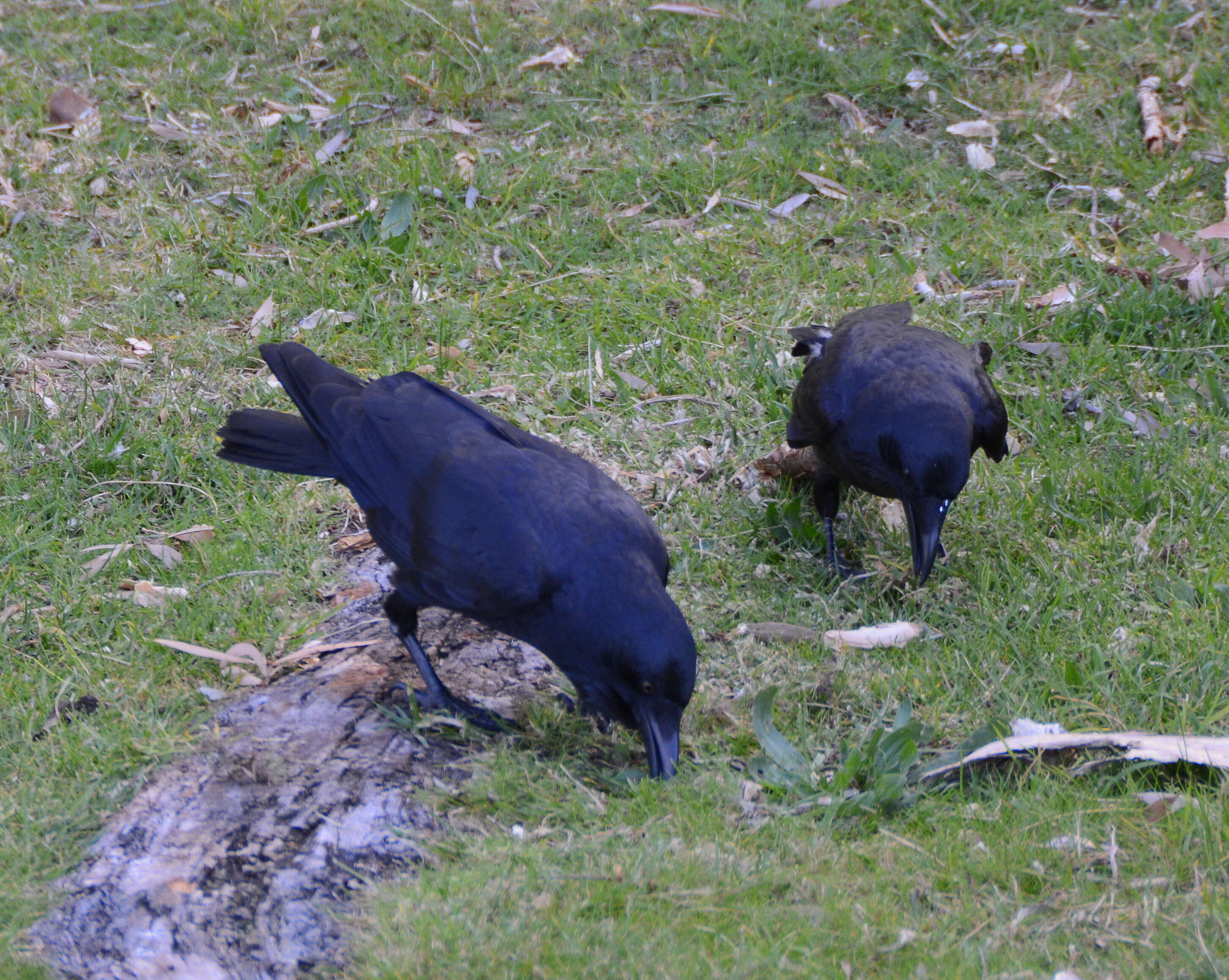 Imagem de Corvus coronoides Vigors & Horsfield 1827