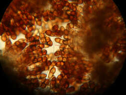 صورة Puccinia tanaceti DC. 1805