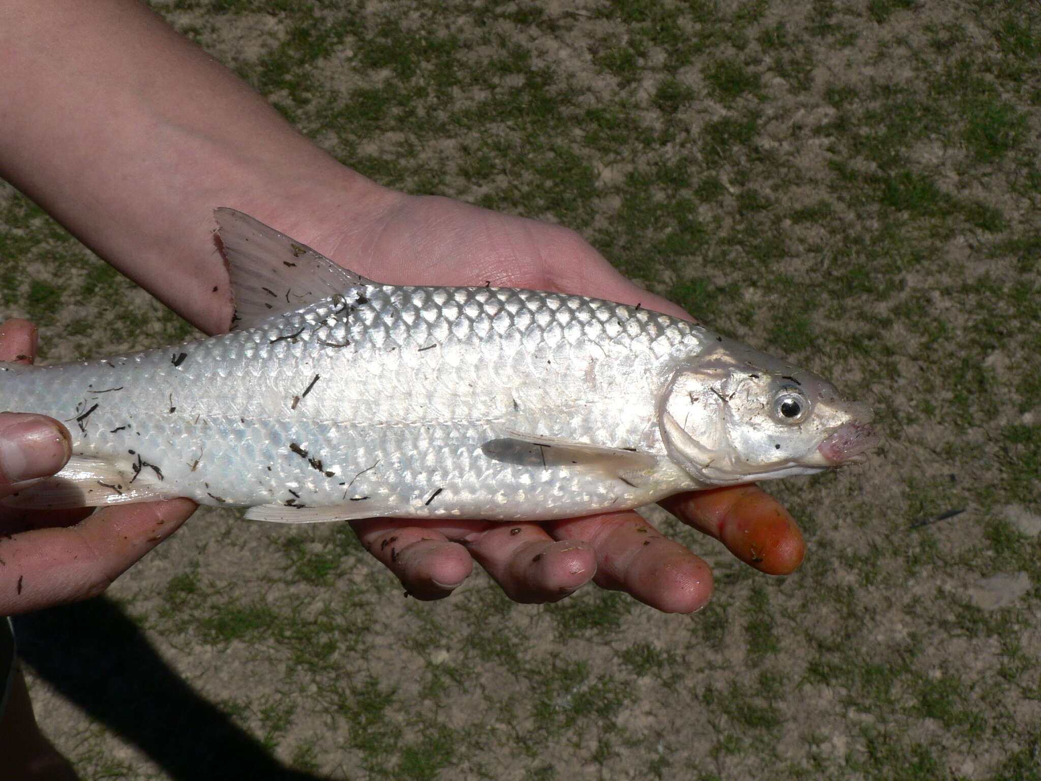 Image of Smallmouth yellowfish