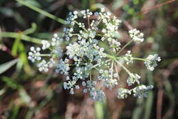 Pimpinella caffra (Eckl. & Zeyh.) D. Dietr. resmi