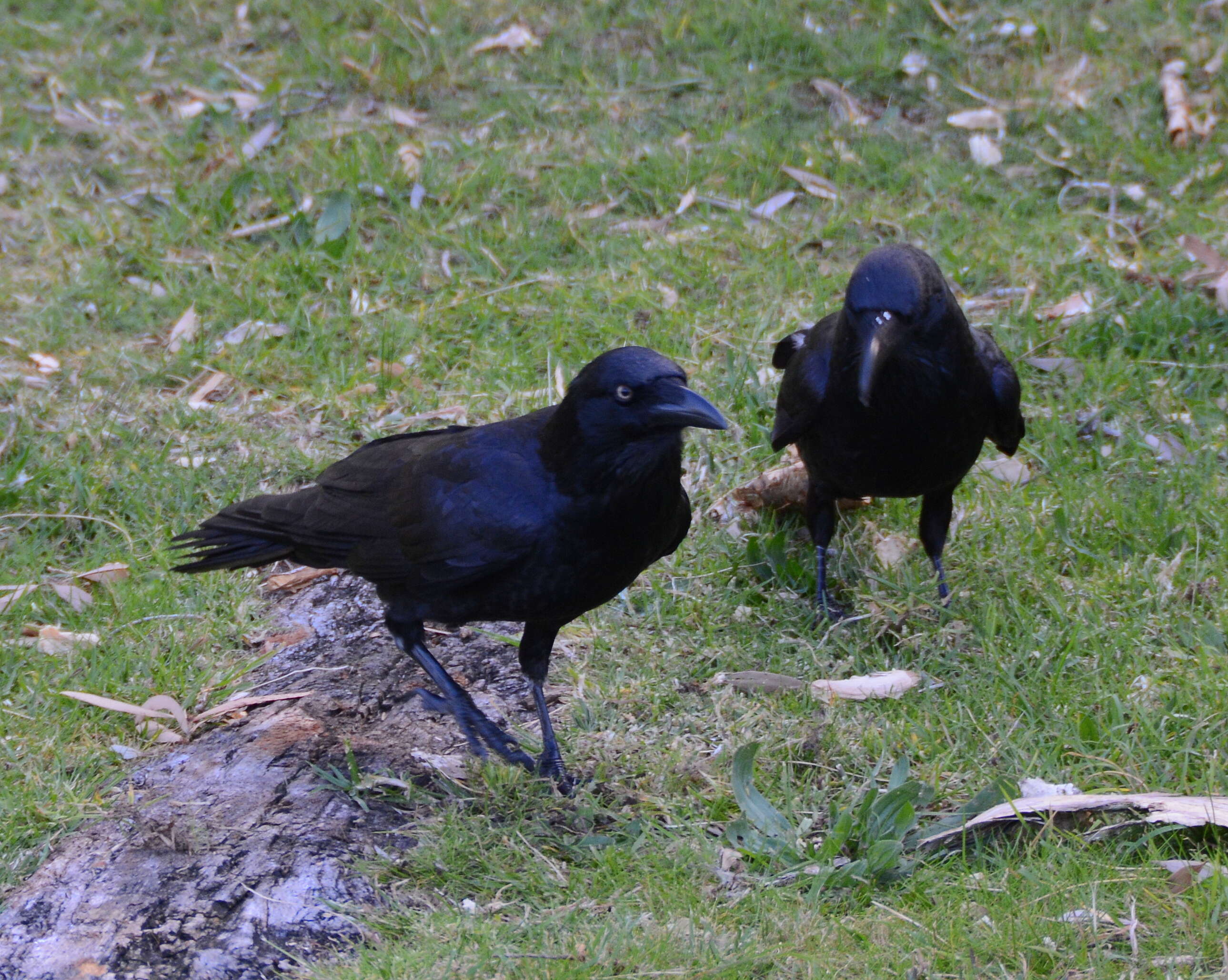 Слика од Corvus coronoides Vigors & Horsfield 1827