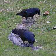 Imagem de Corvus coronoides Vigors & Horsfield 1827