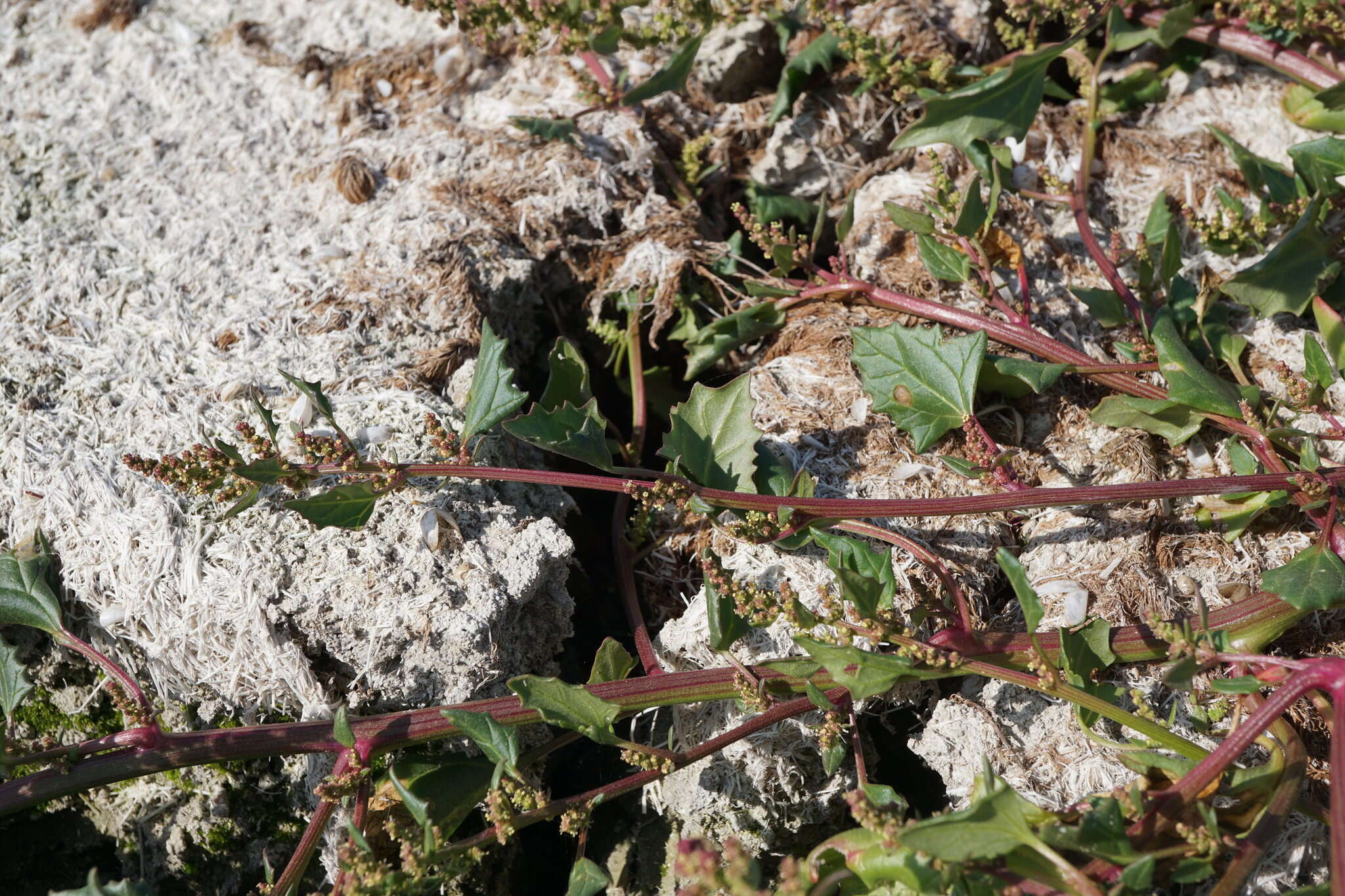 Image of Low Goosefoot