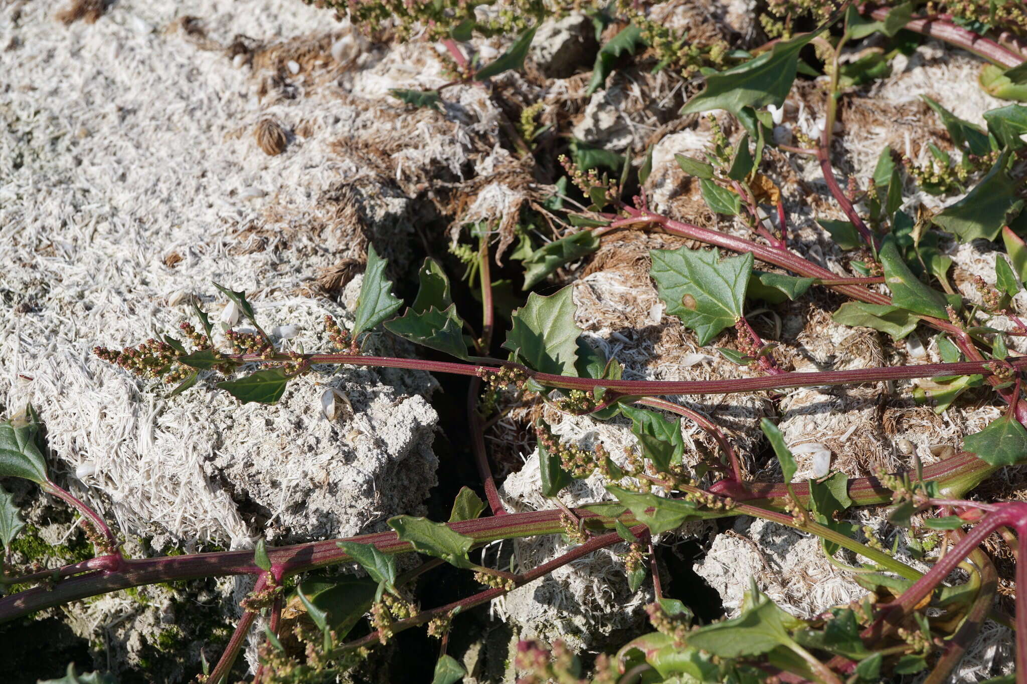 Image de chénopode à feuilles grasses