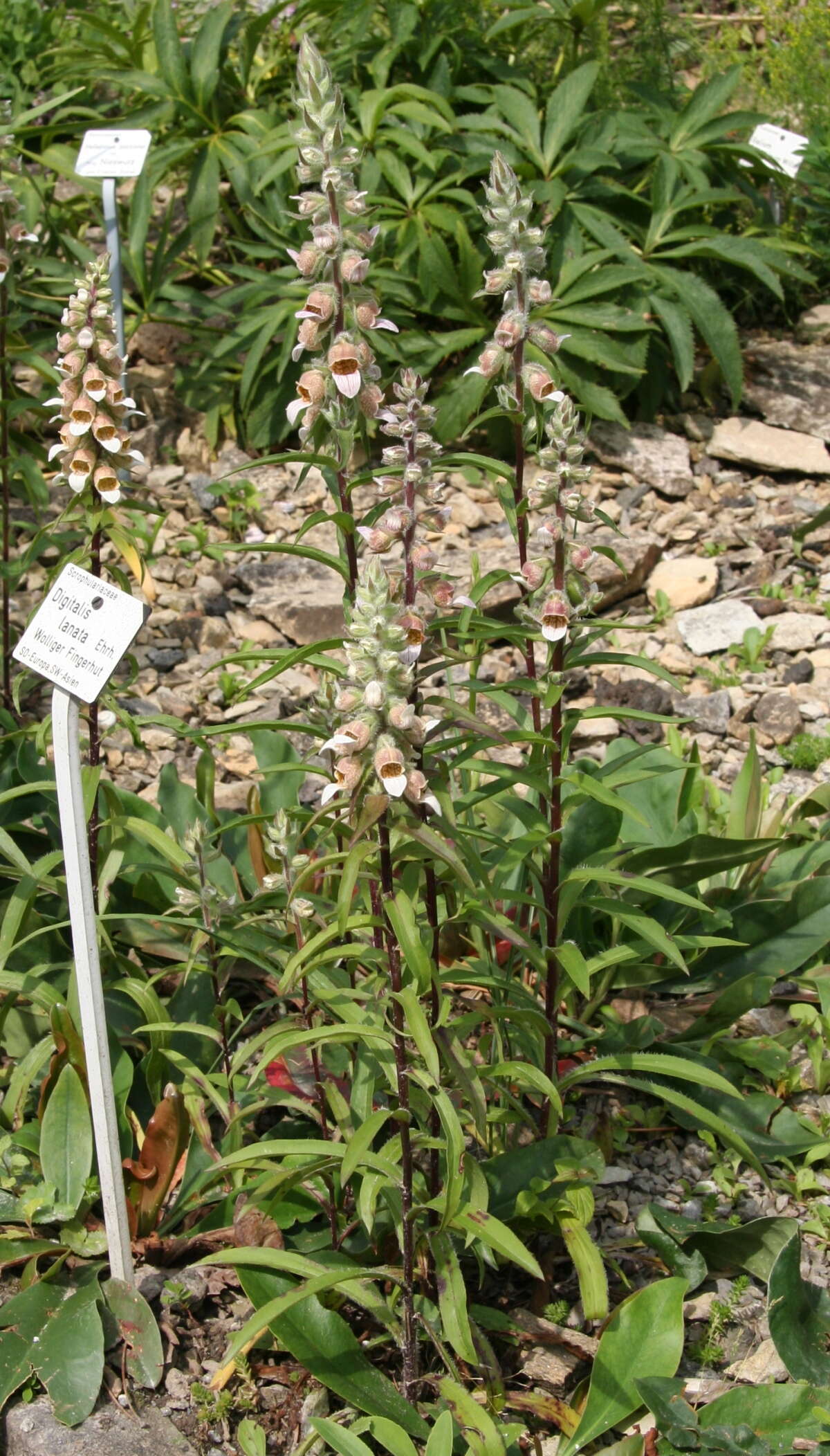 Image of Grecian foxglove