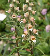 Image of Grecian foxglove