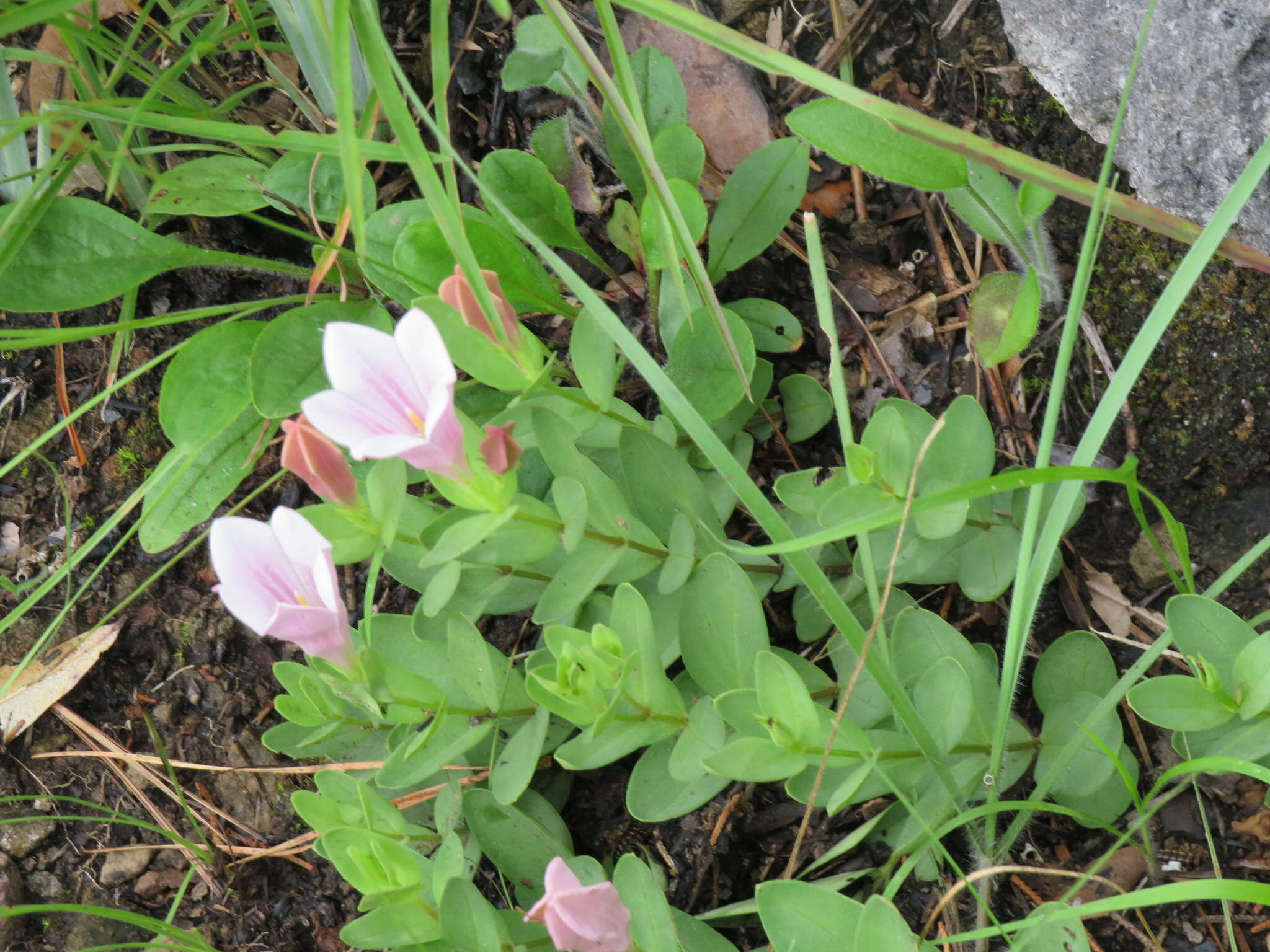 Image of purpleflower pinkroot